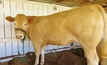 Beef producers surveyed on animal disease