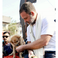"These voiceless souls are not 'problems' to be erased": Rahul Gandhi criticises SC ruling on stray dogs