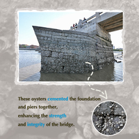 ChinaSignature | Luoyang Bridge in Quanzhou: Nature's philosophy in tides and oyster reefs