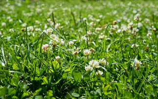 Using clover to reduce grassland nitrogen inputs