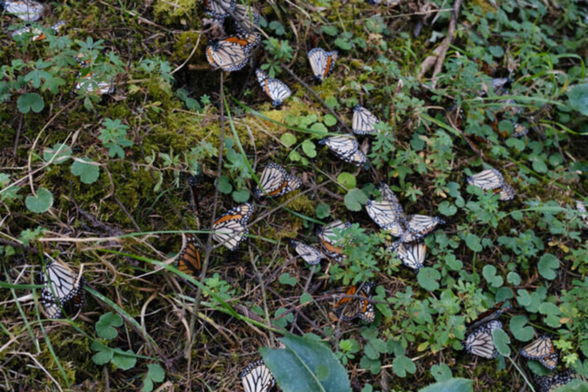 Children of the sun: After winter in Mexico, monarch butterfly's greatest generation prepares to fly again