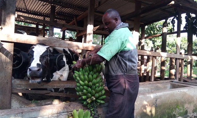COVID-19 lockdown: Farmers count losses COVID-19 lockdown: Farmers count losses