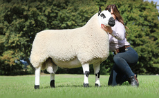 Sales round up: Black Welsh Mountains to 3,600gns, Kerry Hills hit 4,200gns, Holstein bulls reach 7,500gns and Beltex to 5,000gns