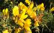 Focussing on gorse in Vic