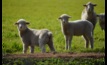 Sheep producers are considering their options for lambs that age out of the lamb market, says MLA. Picture Mark Saunders.