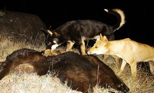 Wild dogs can now be identified via camera.