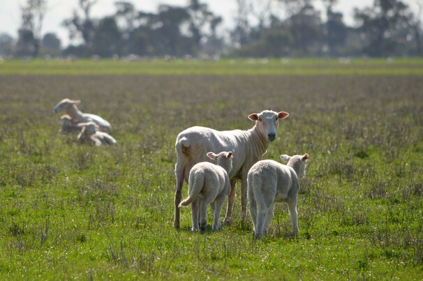 Meat & Livestock Australia is expecting the national sheep flock to ease in the next couple of years. Credit: Mark Saunders.