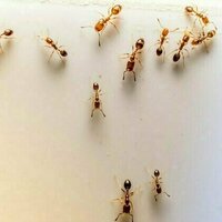 Ants in your house? Here's how they get everywhere - even high up in tall buildings