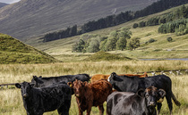 Drop in Scottish livestock figures leads to near record low for ag emissions