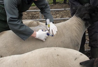Bluetongue surge prompts urgent farming industry briefing