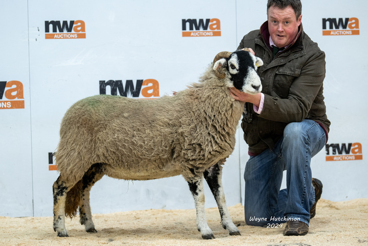 Swaledale champion which sold for 700gns