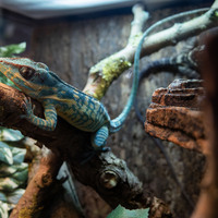 CANADA-MISSISSAUGA-PET EXPO