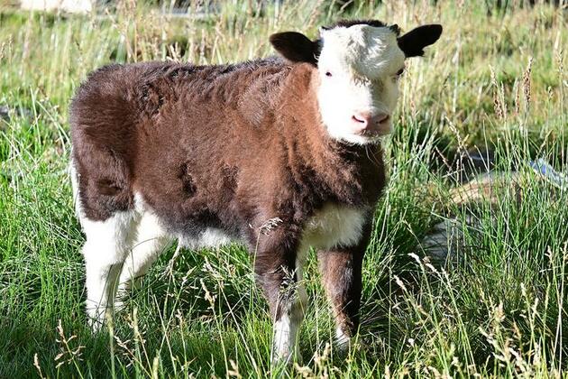 World's first somatic cell-cloned dzo born in China's Xizang