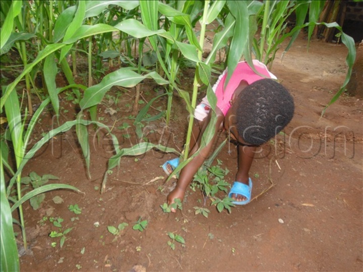 A child weeding in a garden of maize