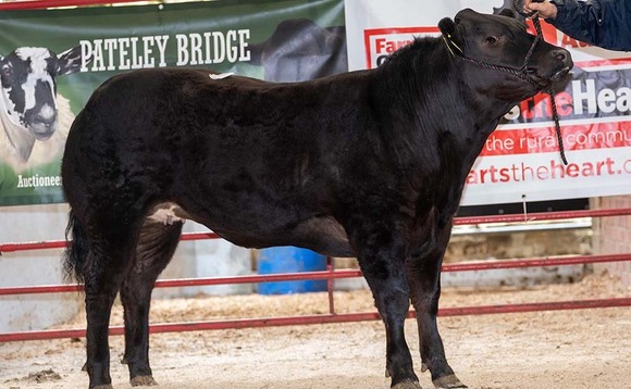 Show potential cattle sell to £4,800 at Pateley Bridge