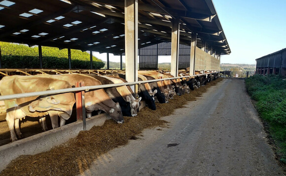 Brown Swiss add value to Staffordshire dairy herd