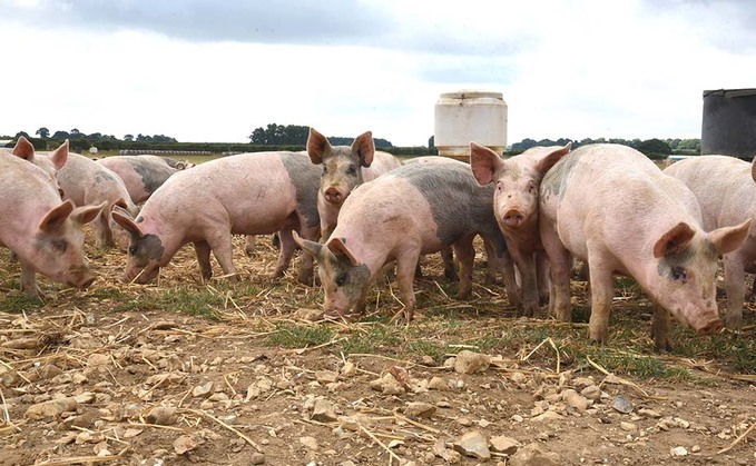 Overdue pig sector legislation has to deliver change and fast