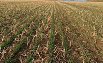 Only 36% of winter wheat crops rated in good or excellent condition as dry spring takes it toll