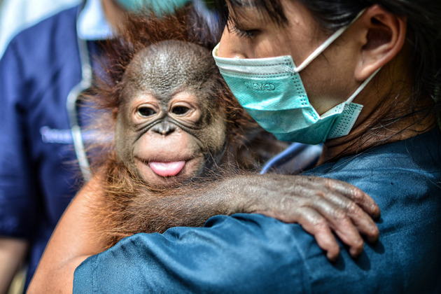 INDONESIA-BANDUNG-NATURE-BABY ORANGUTAN