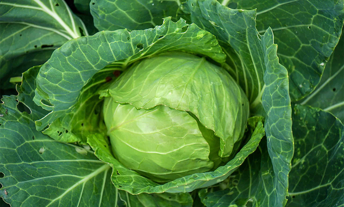 Grow cabbages, make money Grow cabbages, make money