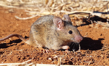 The CSIRO is asking grain growers to monitor mice numbers with high levels of activity reported in some areas. 