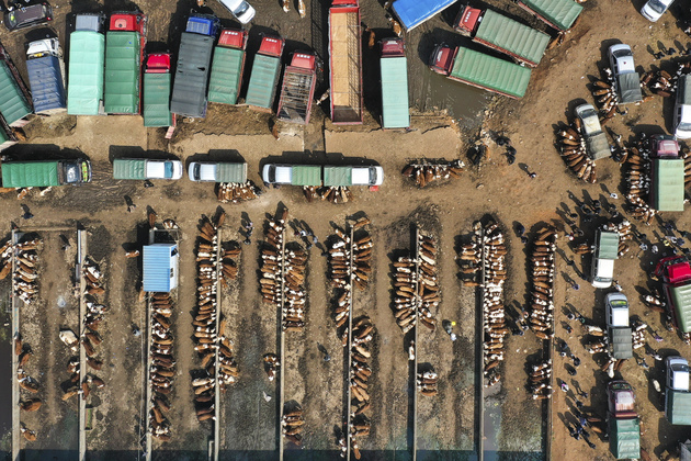 CHINA-GUIZHOU-WEINING-LIVESTOCK-MARKET (CN)