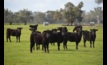  Argentina is placing further restrictions on its beef exports. Picture Mark Saunders.