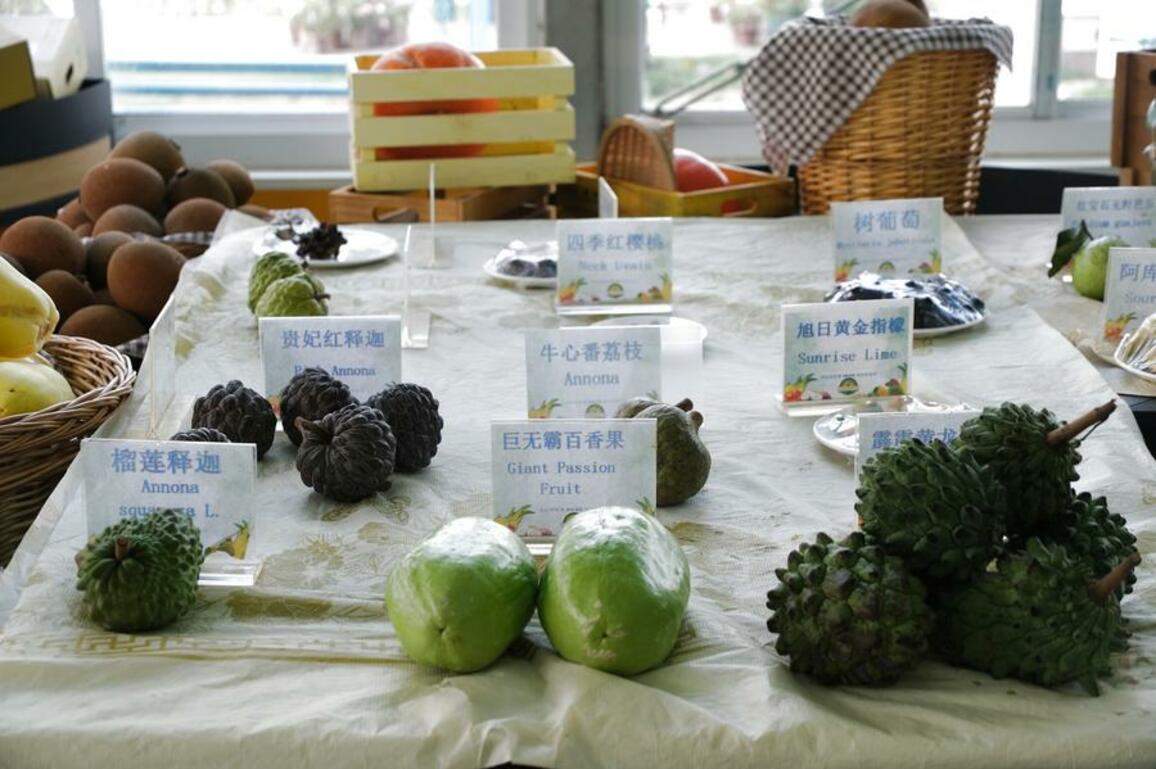 Hainan's exotic fruit "window" boosts south China rural revitalization