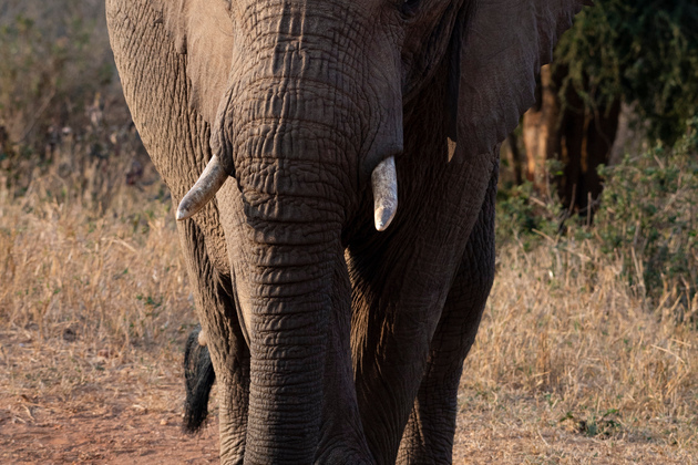 KENYA-NATIONAL PARKS-WORLD ELEPHANT DAY