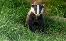 Farmers hit back in badger cull row