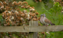 Festive icon saved: Farmers help revive turtle dove numbers