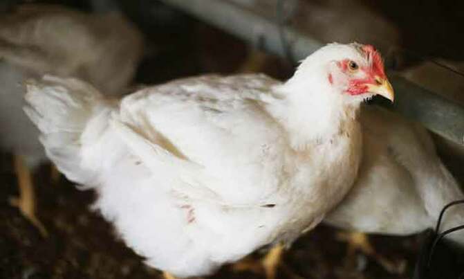 Bird flu outbreak at Dutch farm Bird flu outbreak at Dutch farm