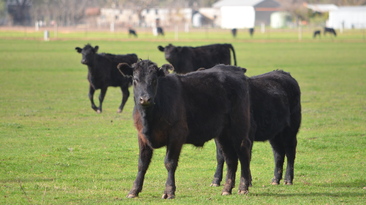 Victorian cattle producers are now able to use virtual fencing technology.