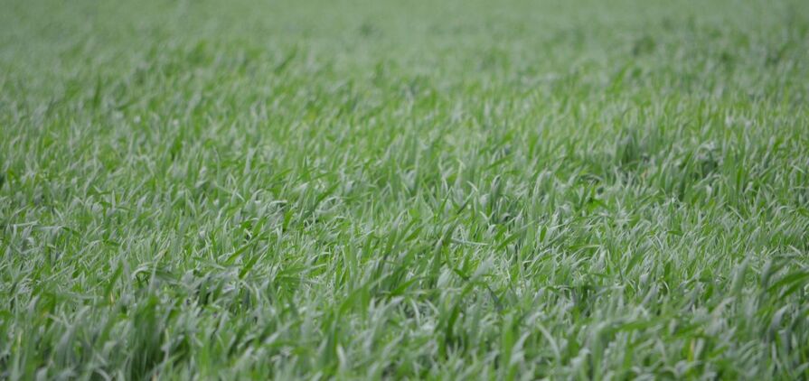 Many crop growing regions felt the pain of  hot, dry spells throughout September and October. 