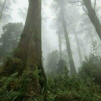 Logging devastated Victoria's native forests - and new research shows 20% has failed to grow back