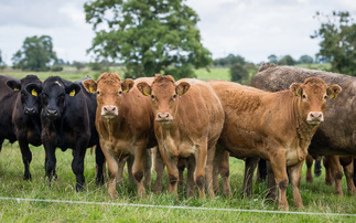 Beef price could lead to shortages in supermarkets