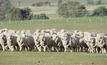 Sheep producers have been warned about increased risk of flystrike with wet and hot conditions.
