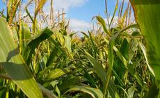 Maize silage results 'encouraging'