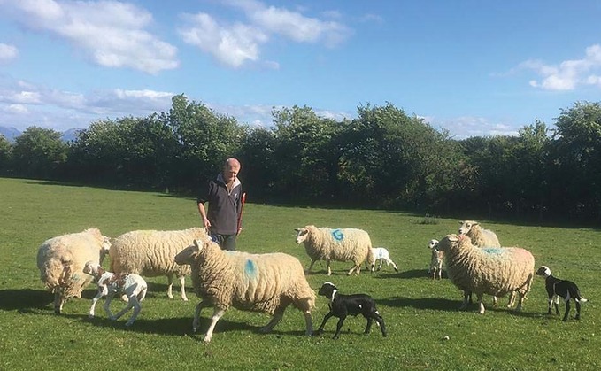 First fat tailed Damara lambs born in Wales