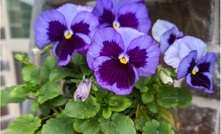 Pansies