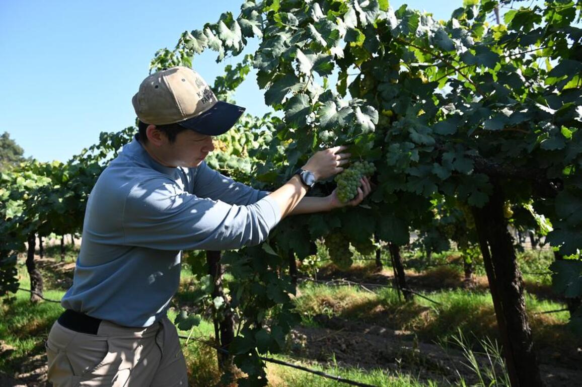 California wineries struggle with tariff fallout