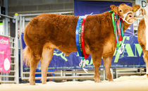 Velvet takes the supreme title at North East Live 