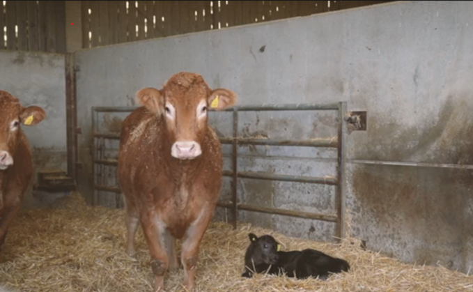 Partner Insight: How one farm uses Breedr to drive efficiency