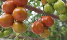 Ground-breaking tomato farm opened in SA