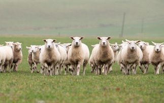 Scotland to Reinstate Stricter Bluetongue Controls from June 1 