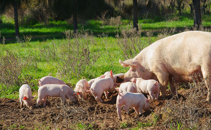 Home-grown labour series: Attracting domestic workers into the pig industry