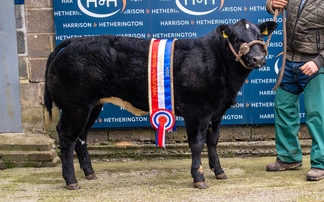 Highlights of livestock sales from around the UK