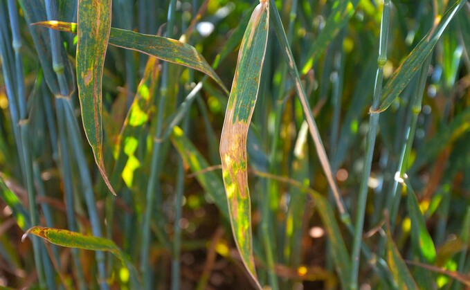 Wet, warm conditions have brought an increased septoria threat