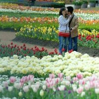 How do flowers know it's spring? A botanist explains