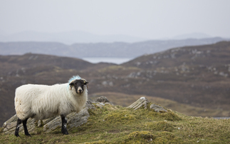 First bluetongue case found in South-West Scotland 